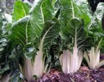 Swiss Chard - Lucullus - St. Clare Heirloom Seeds