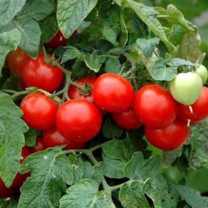 Tomato, Cherry - Large Red Cherry - St. Clare Heirloom Seeds