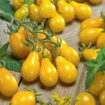 Tomato, Cherry - Yellow Pear - St. Clare Heirloom Seeds