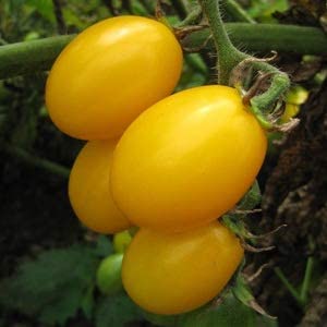 Tomato, Cherry - Yellow Plum - St. Clare Heirloom Seeds