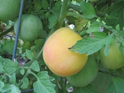 Tomato, Orange and Yellow - Garden Peach - St. Clare Heirloom Seeds
