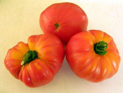 Tomato, Orange and Yellow - Old German - St. Clare Heirloom Seeds