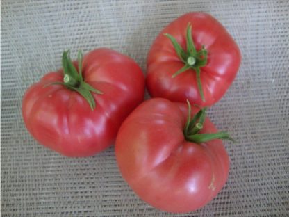 Mortgage Lifter Tomato - St. Clare Heirloom Seeds