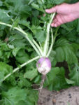 Turnip - Purple Top White Globe - St. Clare Heirloom Seeds