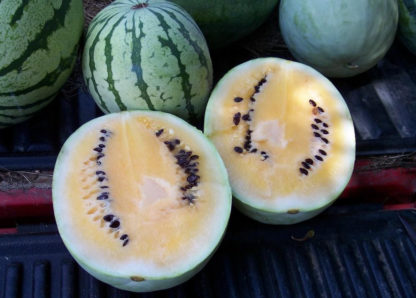 Watermelon - Desert King - St. Clare Heirloom Seeds