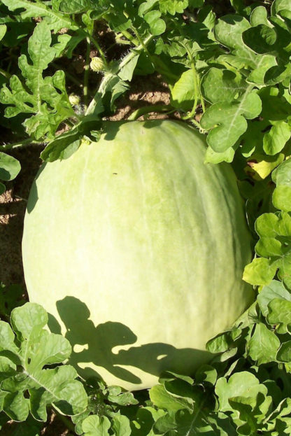 Watermelon - Desert King - St. Clare Heirloom Seeds
