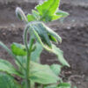 Borage Flower bud