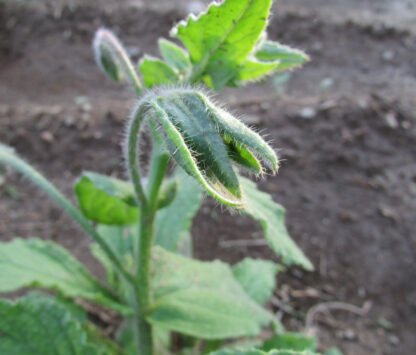 Borage Flower bud
