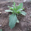 Young Borage plant growing in garden bed.