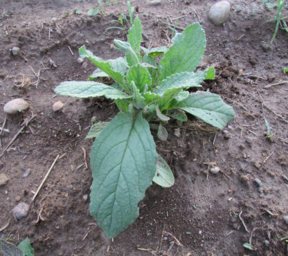 Young Borage plant growing in garden bed.
