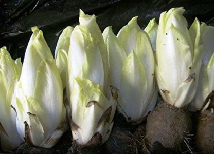 Endive, Chicory - Witloof - St. Clare Heirloom Seeds