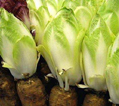 Endive, Chicory - Witloof - St. Clare Heirloom Seeds