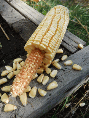 Pencil Cob Non GMO Corn - St. Clare Heirloom Seeds