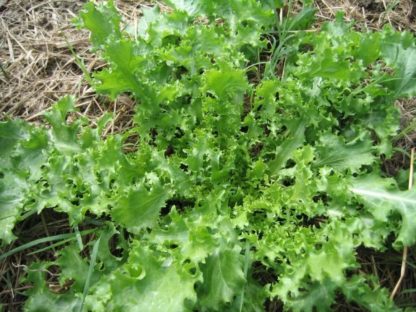 Salad King Endive - St. Clare Heirloom Seeds