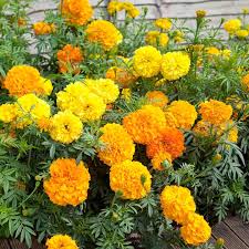 Flower - Marigold - Crackerjack Mix - St. Clare Heirloom Seeds