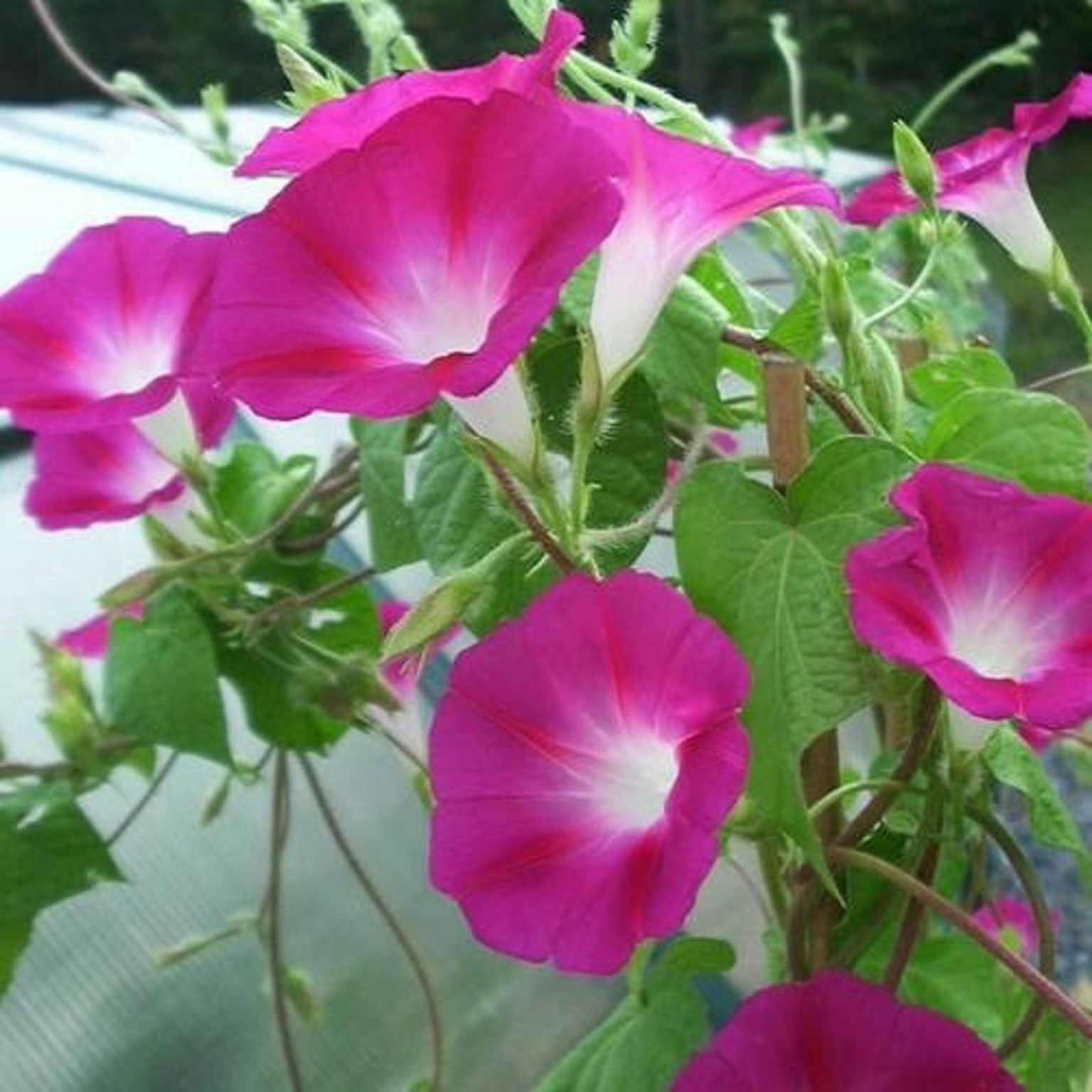 Flower Wild Flower Cut Flower Mix St. Clare Heirloom Seeds