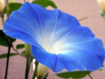 Heavenly Blue Morning Glory - St. Clare Heirloom Seeds