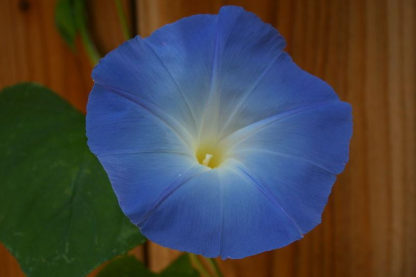Heavenly Blue Morning Glory - St. Clare Heirloom Seeds