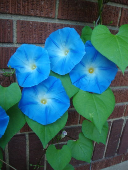 Heavenly Blue Morning Glory - St. Clare Heirloom Seeds Photo Credit PJ Smith