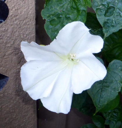 Morning Glory - White Moonflower - St. Clare Heirloom Seeds Photo Credit Julie Butcher