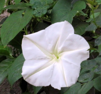 Morning Glory - White Moonflower - St. Clare Heirloom Seeds Photo Credit Julie Butcher