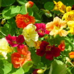 Flower - Nasturtium - Dwarf Jewel Mix - St. Clare Heirloom Seeds