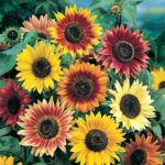 Autumn Beauty Sunflower - St. Clare Heirloom Seeds