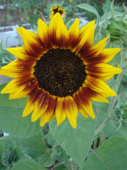 Autumn Beauty Sunflower - St. Clare Heirloom Seeds Photo Credit PJ Smith