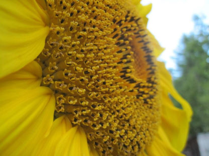 Mammoth Grey Stripe Sunflower - St. Clare Heirloom Seeds