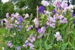 Flower - Sweet Pea Royal Mix - St. Clare Heirloom Seeds