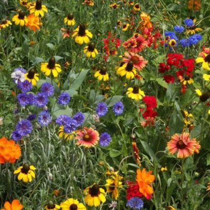 Flower - Wildflower - Southern Mix - St. Clare Heirloom Seeds