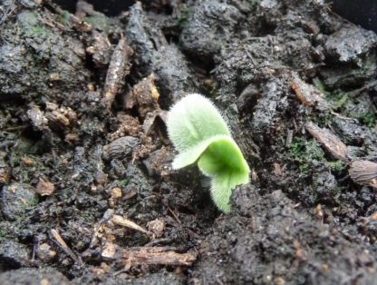 Herb - Borage Seedling - St. Clare Heirloom Seeds