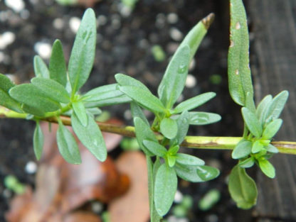 Hyssop leaves - Hyssopus officinalis