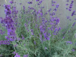 Herb, Perennial - Lavender Vera - St. Clare Heirloom Seeds