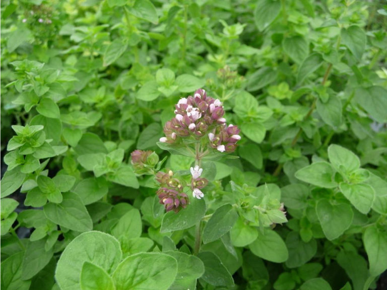 Herb Oregano Italian St. Clare Heirloom Seeds Heirloom and Open Pollinated Vegetable