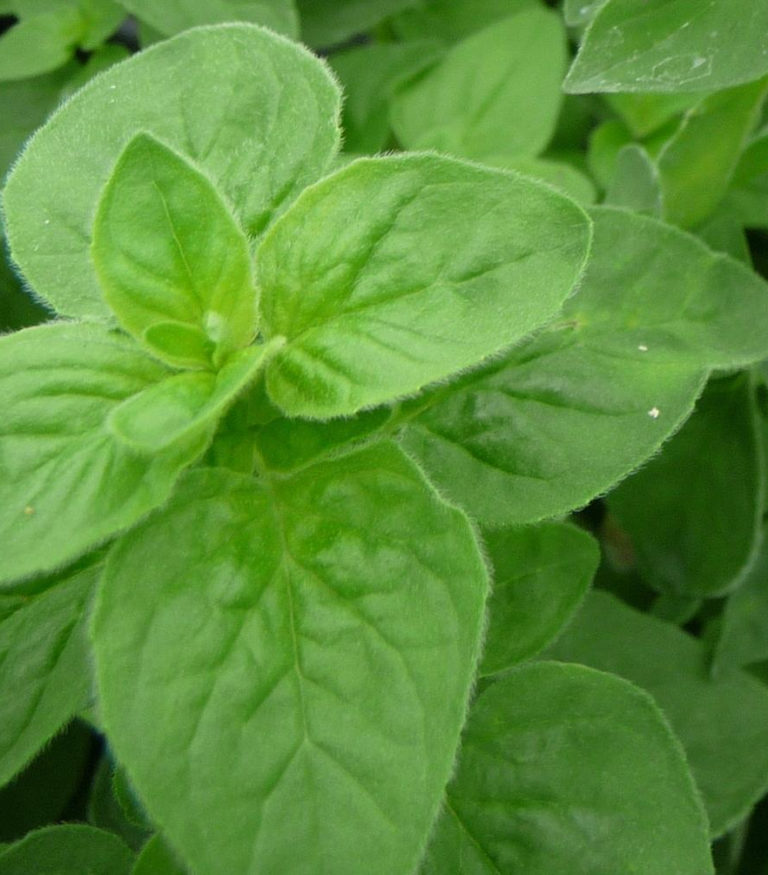 Herb Oregano Italian St. Clare Heirloom Seeds Heirloom and Open Pollinated Vegetable