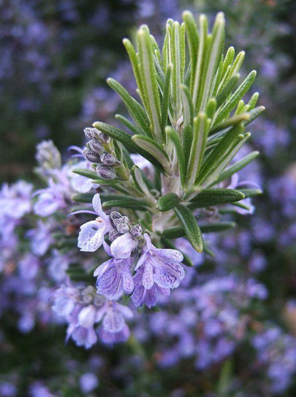 Herb, Perennial - Rosemary Bloom - St. Clare Heirloom Seeds