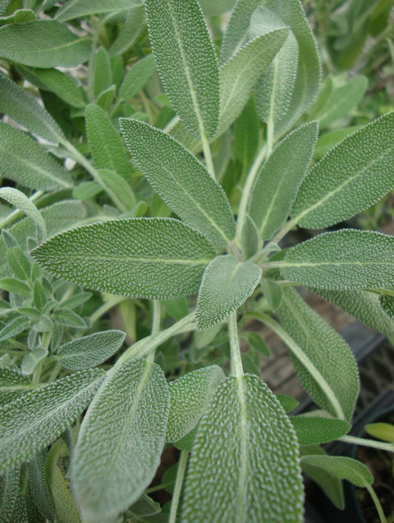 Herb Sage Broadleaf St. Clare Heirloom Seeds Heirloom and Open