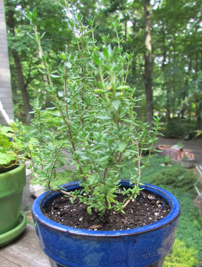 Herb Thyme, Winter St. Clare Heirloom Seeds Heirloom and Open