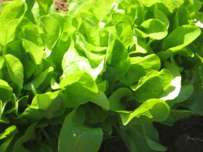 Lettuce - Buttercrunch - St. Clare Heirloom Seeds