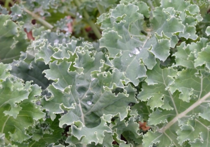Scotch Blue Curled Kale - St. Clare Heirloom Seeds
