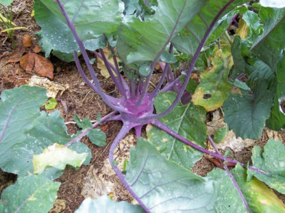 Kohlrabi - Early Purple Vienna - St. Clare Heirloom Seeds