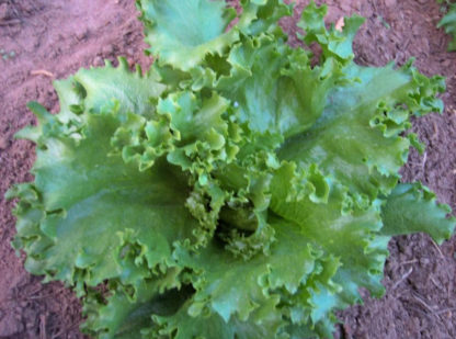 Lettuce, Head - Iceberg - St. Clare Heirloom Seeds