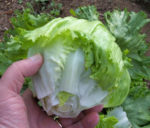 Lettuce, Head - Iceberg - St. Clare Heirloom Seeds