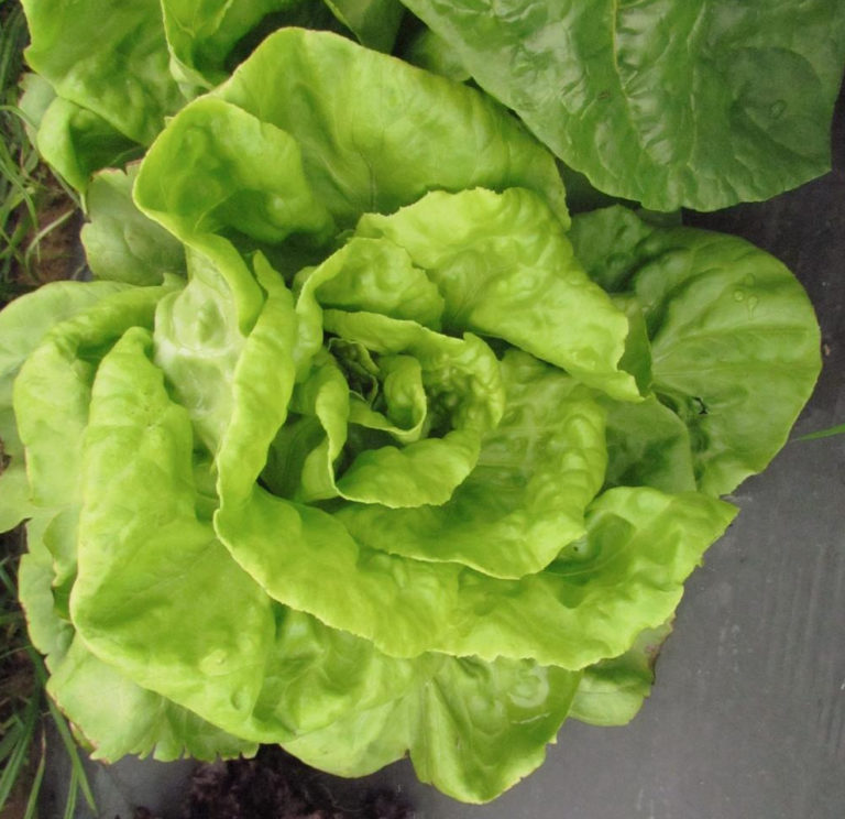 Head Lettuce Seeds St. Clare Heirloom Seeds Heirloom and Open