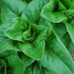 Lettuce, Loose Leaf - Amish Deer Tongue - St. Clare Heirloom Seeds