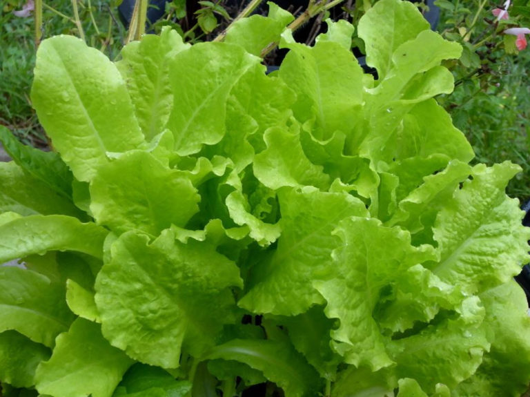 Lettuce Black Seeded Simpson St. Clare Heirloom Seeds Heirloom