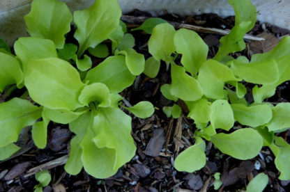Lettuce, Loose Leaf - Black Seeded Simpson Seedling or Young Plant - St. Clare Heirloom Seeds