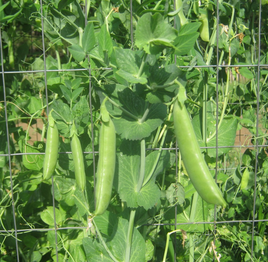 50 Seeds *Sugar Snap Pea 70 Days *Sweet Tender Pods* Great for Eating fresh!
