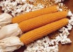 Corn - Lady Finger - St. Clare Heirloom Seeds